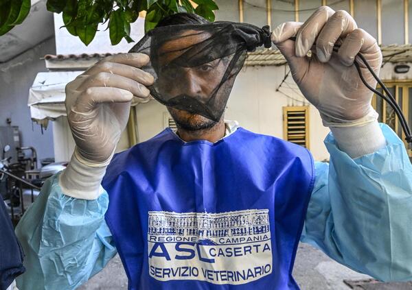 West Nile e zanzare, ma cosa c&#039;entrano il dopobarba e il colore dei vestiti con il virus? I consigli (strani, o forse no) del virologo Pregliasco