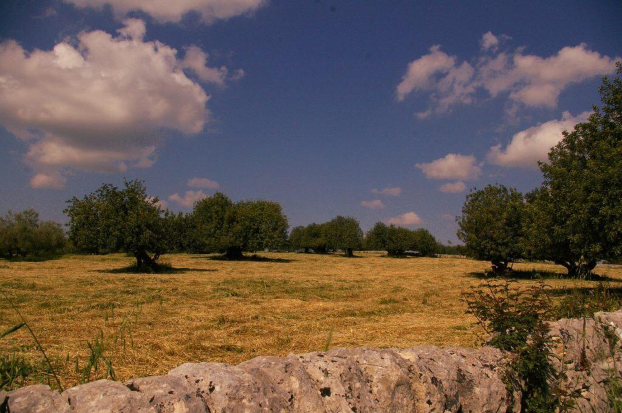 In campagna il suono delle cicale, che è il suono del silenzio