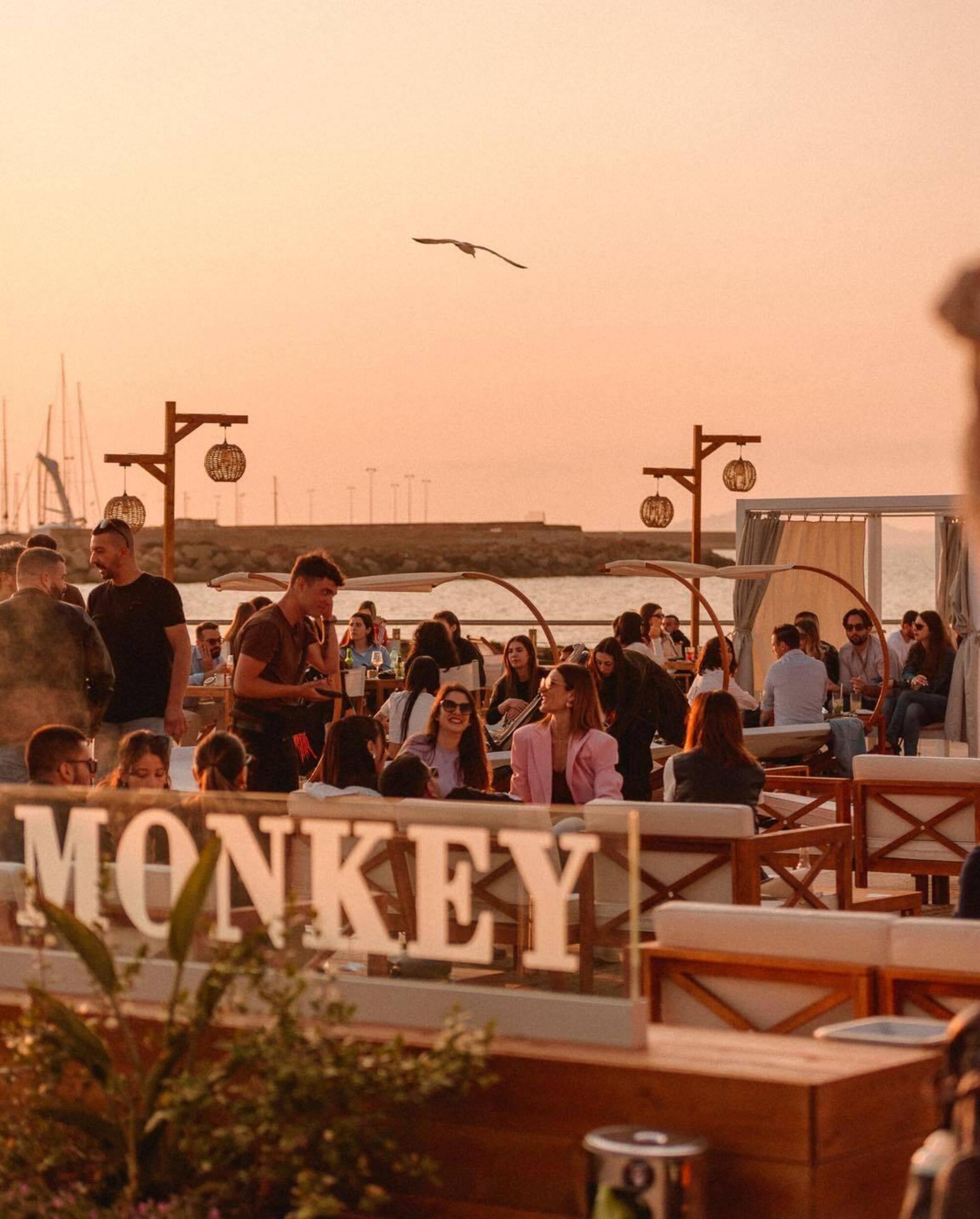 monkey