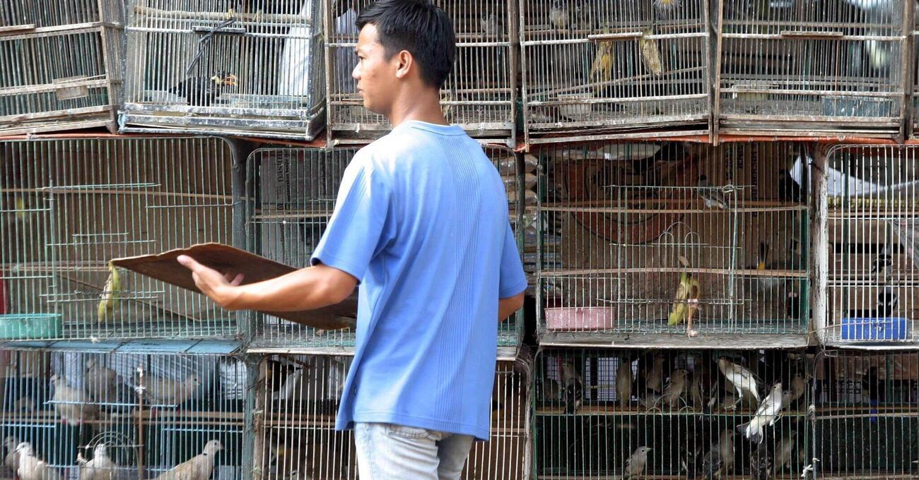 Il turismo alternativo di MOW? Siamo stati in &ldquo;vacanza&rdquo; nel mercato degli uccelli di Hong Kong! Tra rischi di nuove epidemie (aviaria), ecco come funziona e perch&eacute; &egrave; una bomba sanitaria