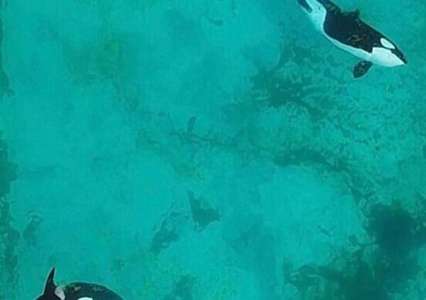 Francia criminale su delfini e orche? La denuncia del fotografo Seph Lawless e il silenzio sul parco acquatico-prigione: mobilitiamoci!