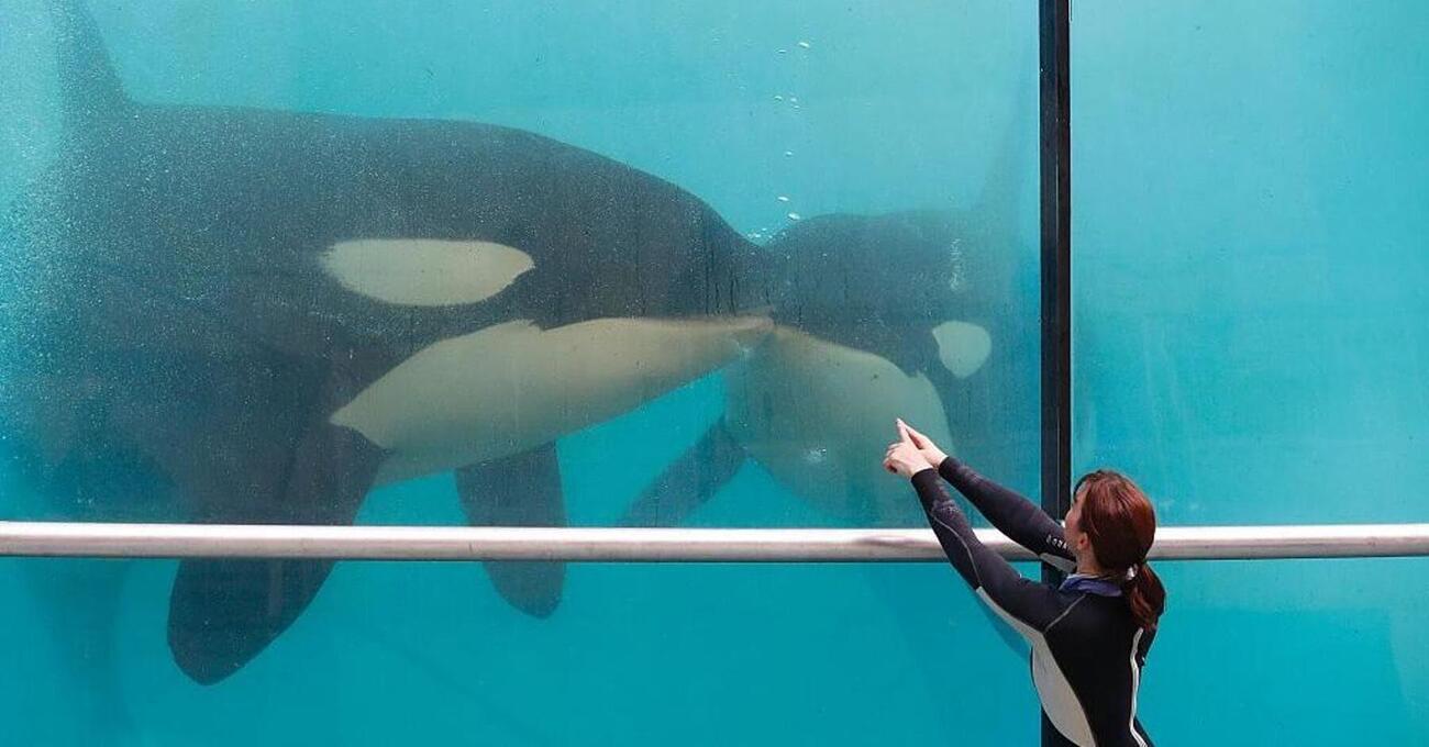 Francia criminale su delfini e orche? La denuncia del fotografo Seph Lawless e il silenzio sul parco acquatico-prigione: mobilitiamoci!