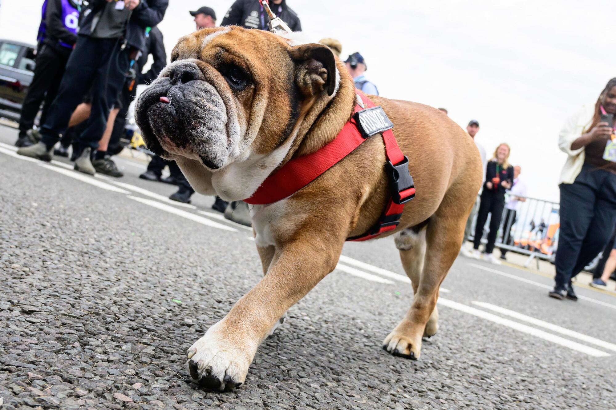 Roscoe nel paddock