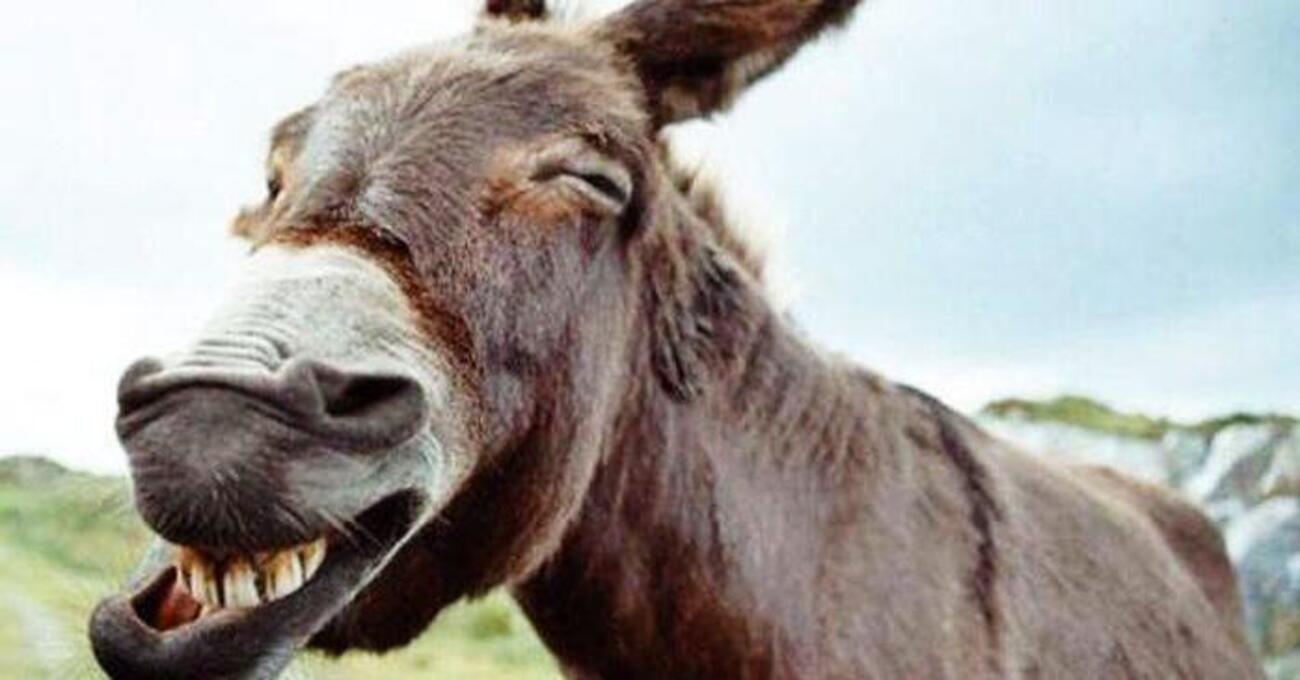 Antonio Tajani dice che il ponte serve per evacuare la Sicilia, ma come evacui senza strade e ferrovie? Fai ridere Donald Trump mentre i marocchini prendono appunti