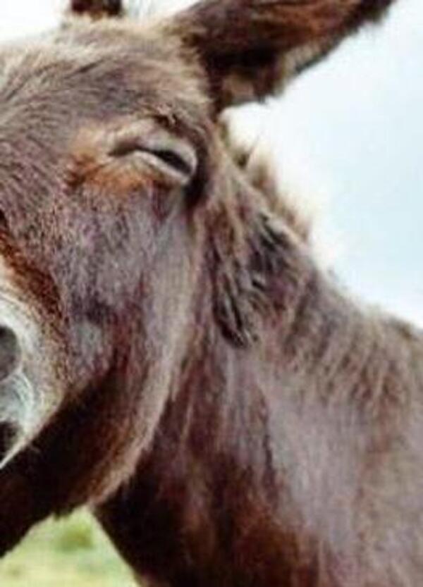 Antonio Tajani dice che il ponte serve per evacuare la Sicilia, ma come evacui senza strade e ferrovie? Fai ridere Donald Trump mentre i marocchini prendono appunti