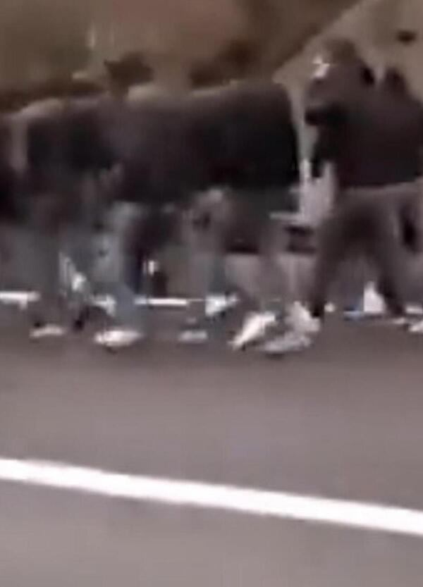 Cosa c&rsquo;&egrave; dietro lo scontro tra ultras di Fiorentina e Roma: il confronto &ldquo;leale&rdquo;, i vincitori, le conseguenze