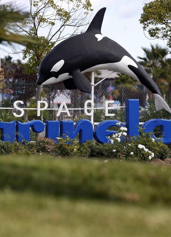 Francia criminale su delfini e orche? Michela Morellato denuncia la Francia e l&rsquo;Ue risponde