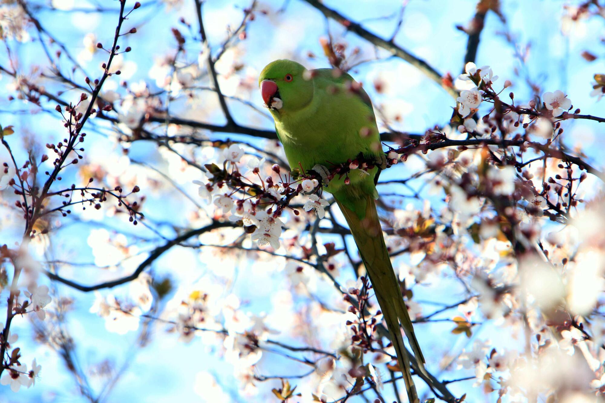 pappagallo verde ansa