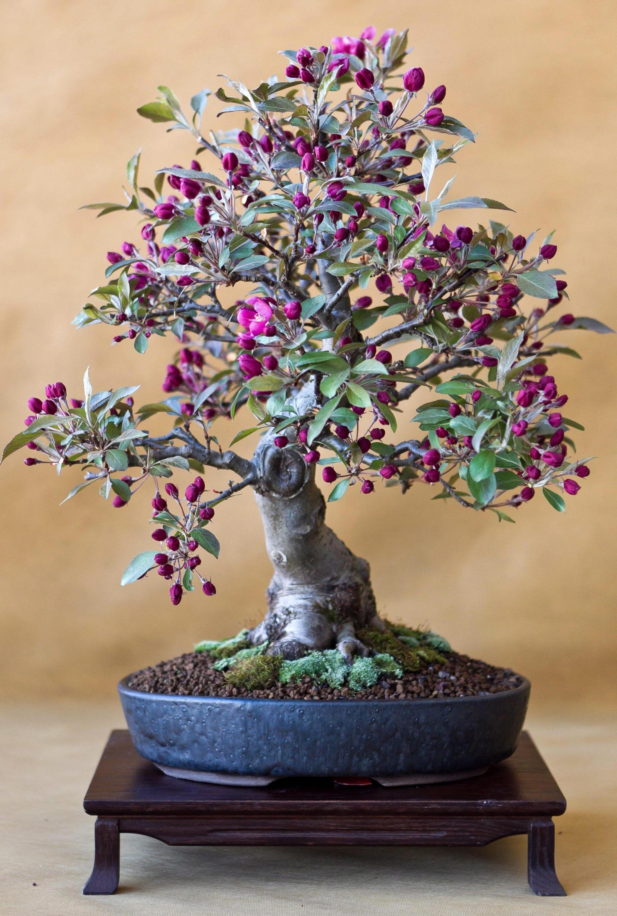 Bonsai fiorito polonia Ansa