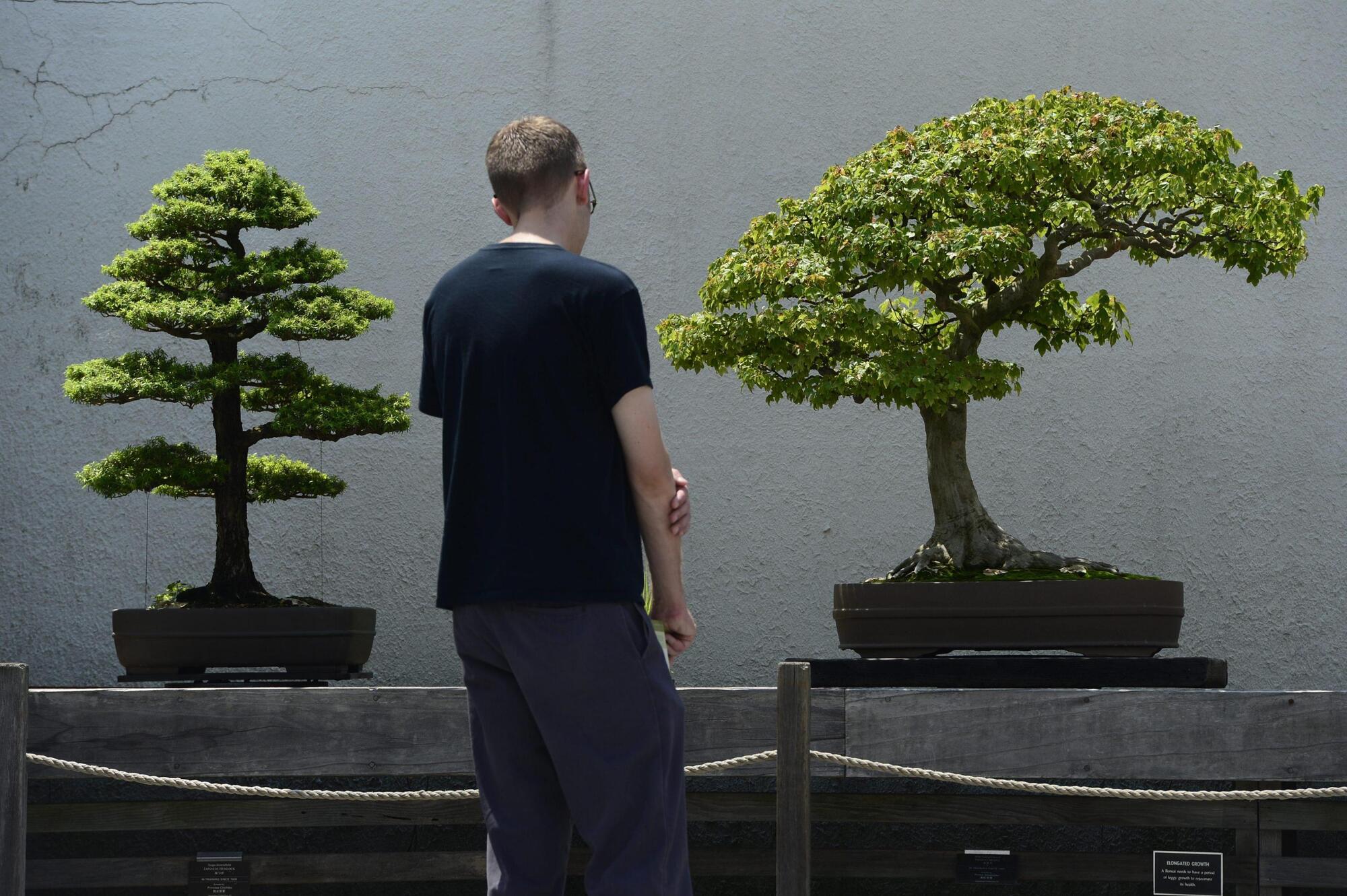 uomo bonsai ansa