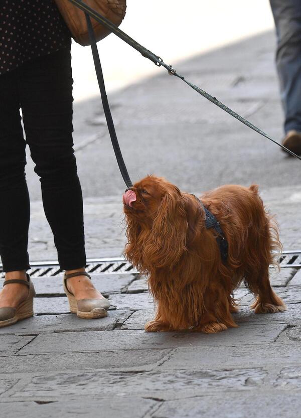 Milano inclusiva ma chi pensa davvero ai cani in citt&agrave; e nei quartieri?